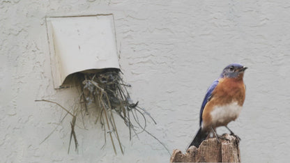 Inovate Defender DFRP80 Exhaust Vent Bird Guard - Heavy-Gauge Steel